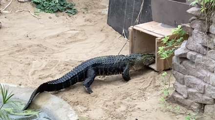 Alligator Eugen läuft in eine Kiste, in der vom Tierpark Berlin zum Zoo Ungarn transportiert wird.