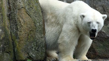 Eisbärin Katjuscha ist im Alter von 37 Jahren im Zoo Berlin gestorben.