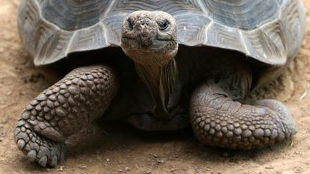 Gepanzertes Tier. Eine Galapagos-Riesenschildkröte.