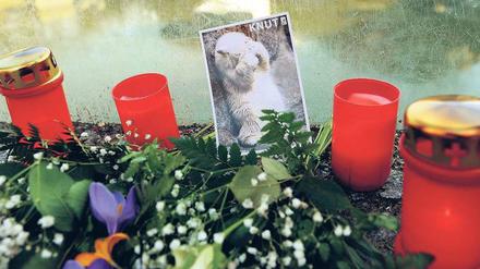 Untröstlich. Noch immer bringen Zoobesucher Blumen, Kerzen und Karten mit zum Eisbärengehege, in dem Knut vor einigen Tagen gestorben ist. 