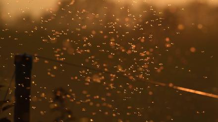 Erst Regen, dann Hitze: beste Bedingungen für die Mücken! Derzeit gibt es Massen von ihnen. 
