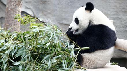 Der Zoo soll Pandas bekommen (nicht diesen). 