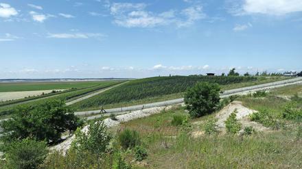 Früher stand hier ein Dorf. Dann kamen die Braunkohlebagger. Und seit 2010 wachsen auf sechs Hektar Reben in der Lausitz. 