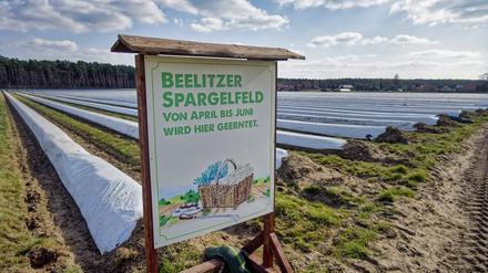 Spargelhof in Brandenburg: Wo schmeckt der Spargel besser?