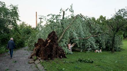 Ein umgefallener Baum in Pankow (Symbolfoto)