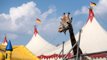 Hinter Gittern: Eine Giraffe im Circus Voyage in ihrem Gehege. 
