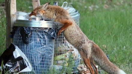 Wildtiere in der Stadt: Ein Fuchs sucht in Berlin Nahrung in einer Abfalltonne.