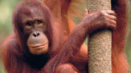 Nahe der Dschungelcamps auf Borneo leben Orang-Utans, allerdings gut versteckt.
