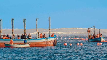 Fischer holen in der Nähe von Barbate ihre Netze mit Thunfischen ein. Der jährliche Fang, die Almadraba, geht damit los.