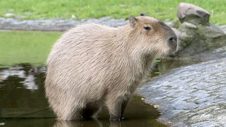 Mal kurz entspannen. Die Capybaras verbringen gern Zeit im Wasser.