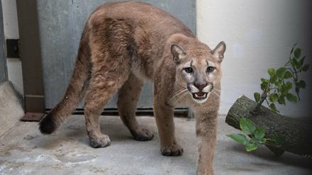 Dieses vom Bronx Zoo zur Verfügung gestellte Foto zeigt einen Puma im Bronx Zoo