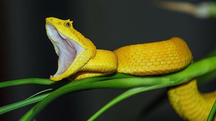 Gelb und gefährlich: "Schlangen - Wahrheit und Mythos" sind ein Programmpunkt bei Geo Wild.
