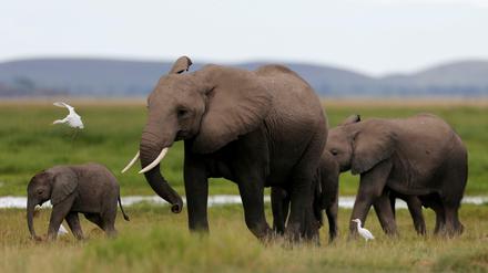 In den vergangenen fünf Jahren töteten Wilderer in Afrika mehr als 36 Elefanten täglich.