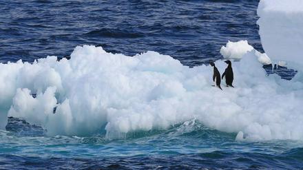 Das Eis der Antarktis ist nicht nur Lebensraum, sondern hat auch einen großen Einfluss auf das Weltklima.