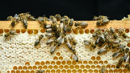 Können auch friedlich: Bienen in einem Stock (Symbolbild).