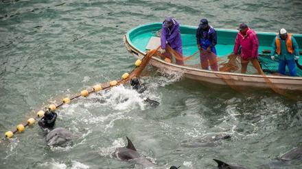 Das Foto, das die Tierschutzorganisation Sea Shepherd veröffentlicht hat, zeigt den Sortierungsprozess der Delfine während der jährlich stattfindenden Delfinjagd in Taiji. 