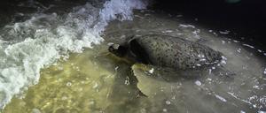 Ein Schildkrötenweibchen schwimmt ins Meer, nachdem es am Batu Burok Beach Eier gelegt hat.