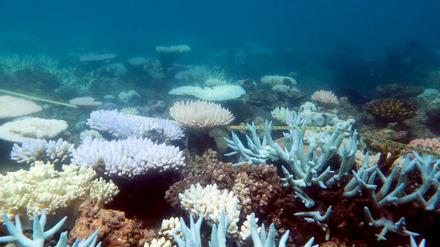 Verschiedene Korallen, von denen einige beschädigt oder abgestorben sind, werden vermessen.
