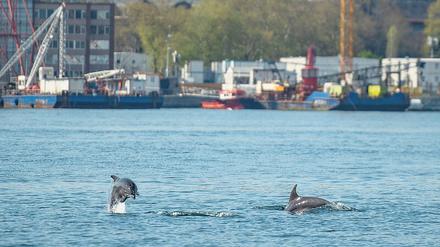 Delfine genießen die ungewöhnliche Stille im Bosporus, wo der Schiffsverkehr wegen der Pandemie weitgehend zum Erliegen gekommen ist.