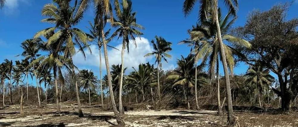 Die von Asche bedeckte Landschaft in Tonga zeigt das Ausmaß der Schäden. 