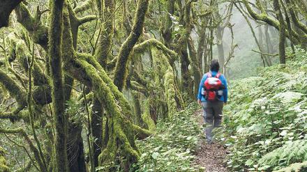 Verwunschene Welt. Nur rund ein Zehntel der Fläche von La Gomera ist mit Urwald bedeckt. Längst haben die Insulaner seinen Wert für den Tourismus erkannt. Foto: vario images