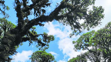 Zusammen mit der Nationalparkverwaltung auf Galapagos wollen die Forscher:innen den einzigartigen Scalesia-Wald restaurieren.