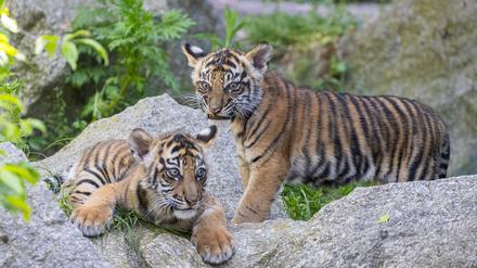 Ede und Kuno heißen die beiden Tiger-Brüder.