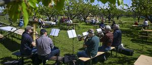 28.04.2024, Brandenburg, Werder (Havel): Gäste sitzen bei Musik von der Band Blechmob im Biohof Werder unter Obstbäumen beim 145. Baumblütenfest. 
