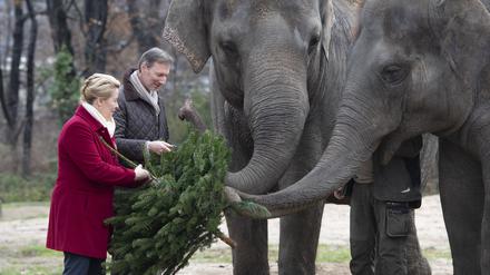 Berlins Regierende Bürgermeisterin Franziska Giffey und Zoodirektor Andreas Knieriem verfüttern einen Tannenbaum an die Elefanten.