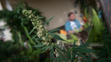 In Deutschland soll noch in diesem Jahr der private Konsum und Anbau von Cannabis erlaubt werden.