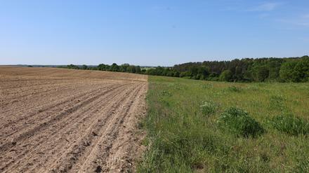 Ein konventionell bestelltes Maisfeld (links), noch ohne Vegetation, und eine angrenzende selbstbegrünte, ältere Ackerbrache.