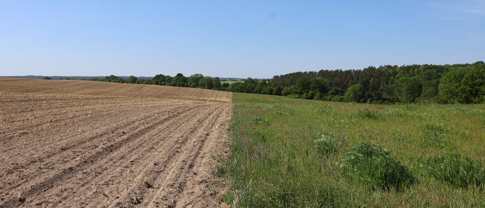 Ein konventionell bestelltes Maisfeld (links), noch ohne Vegetation, und eine angrenzende selbstbegrünte, ältere Ackerbrache.