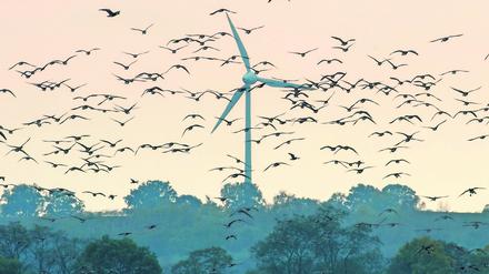 ARCHIV - 14.10.2014, Brandenburg, Sachsendorf: Wildgänse fliegen am Himmel über dem Oderbruch, während sich im Hintergrund ein Windrad dreht. Das Bundesamt für Naturschutz (BfN) stellt seinen «Erneuerbare Energien Report» vor, der sich mit der Frage befasst, wie der Ausbau Erneuerbarer Energien so gelingen kann, dass Natur- und Klimaschutz weitestgehend in Einklang gebracht werden. Foto: Patrick Pleul/dpa-Zentralbild/dpa +++ dpa-Bildfunk +++ | Verwendung weltweit