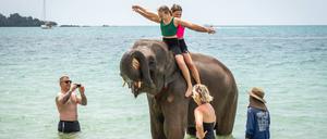 Elefanten werden – wie hier auf der thailändischen Insel Koh Chang – als Fotomodelle und Transportmittel für Touristen gehalten.