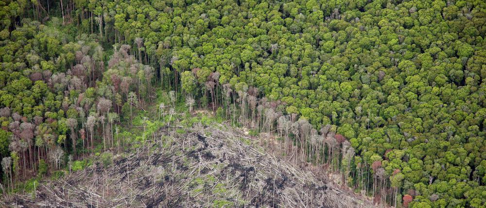 Gefährdeter Regenwald in Sumatra.