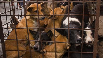 Hunde werden in einem Käfig gehalten, bevor sie getötet werden sollen (Archivfoto).