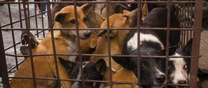 Hunde werden in einem Käfig gehalten, bevor sie getötet werden sollen (Archivfoto).