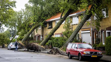Vier Bäume sind in Haarlem auf ein Haus gefallen, „Poly“ ist schuld.