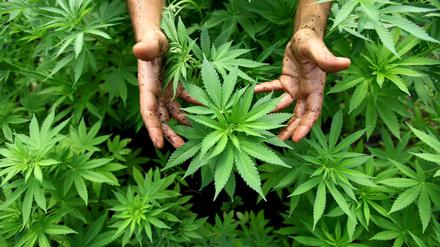 Cannabispflanzen in einer professionellen Produktionsanlage.