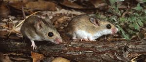 Mäuse der vermeintlichen Art Pseudomys delicatulus