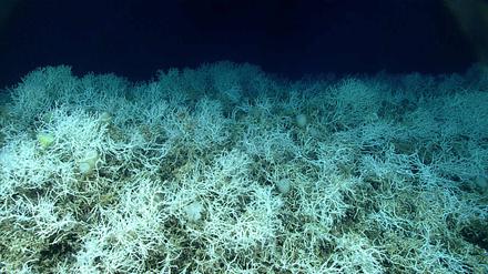 Dichte Felder von Lophelia pertusa, einer häufigen riffbildenden Koralle, die auf den Hügeln des Blake-Plateaus zu finden sind. 