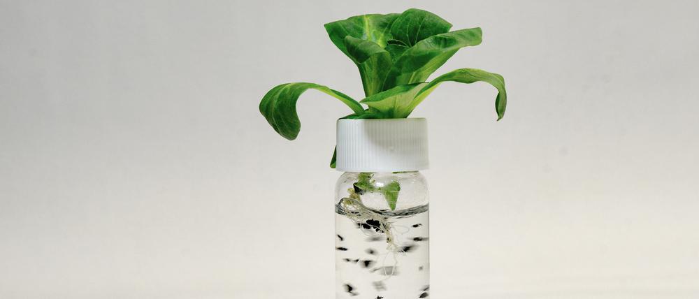 Der Versuchsaufbau: Forscher setzten der Nährlösung von Salatpflanzen Reifenabrieb zu, um zu testen, ob die Wurzeln diese aufnehmen. 