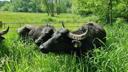 Tierische Attraktion im Fließtal: Der Bezirk hat angekündigt, wann die gutmütigen Rinder wieder auf die Weide dürfen.