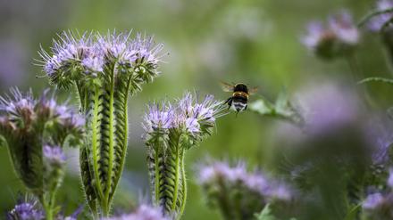 26.08.2023, Baden-Württemberg, Altheim: Eine Hummel fliegt durch ein Feld mit blühendem Bienenfreund (Phacelia tanacetifolia). Foto: Thomas Warnack/dpa +++ dpa-Bildfunk +++