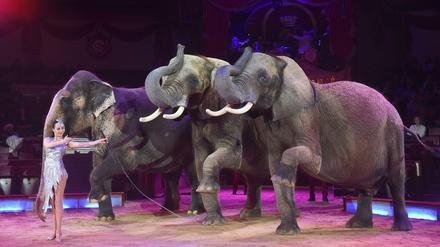 Die Direktorin des Circus Krone präsentiert ihre dressierten Elefanten dem Pubikum.