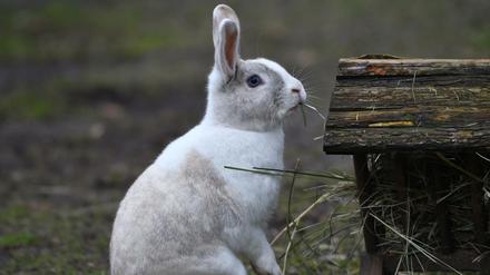 Dieses Kaninchen im Berliner Tierpark hat sogar ein Haus für sein Futter.