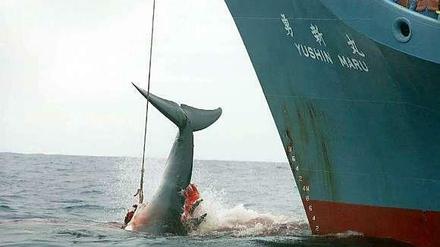 Ein japanisches Schiff zieht einen verletzten Wal aus dem Meer.