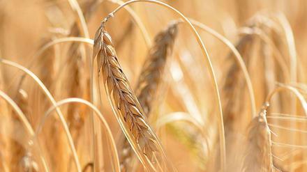Gerste ist in diesem Jahr schwach. Mais bringt bessere Erträge hervor.