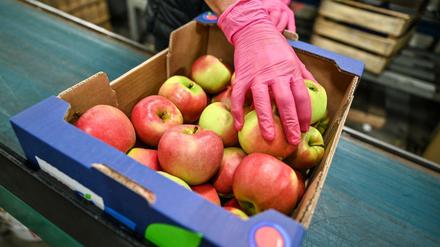 Äpfel im Großmarkt am Bodensee: Lagerung und Transport entscheiden über die CO2-Bilanz der Früchte.