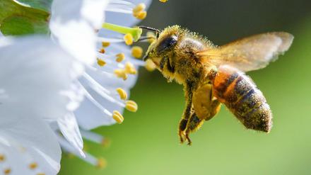 Honigbienen werden von Glyphosat geschädigt. 